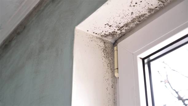 Best Post-Construction Mold Inspection  in Midland, TX