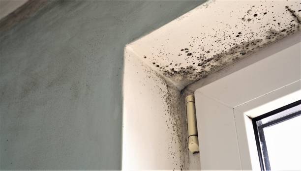 Best Real Estate Mold Inspection  in Midland, TX