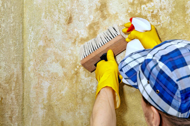 Best Commercial Mold Inspection  in Midland, TX