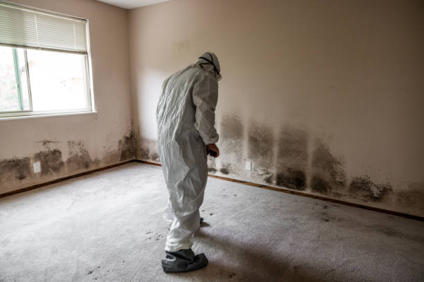 Reliable Midland, TX Mold Removal Solutions